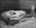 skull-coyote
